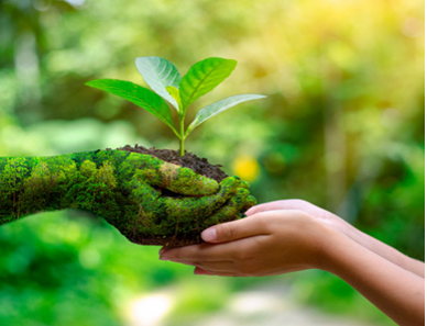 Ciencias de la Naturaleza 4to Grado